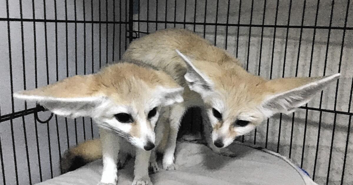 Fennec clearance fox adoption